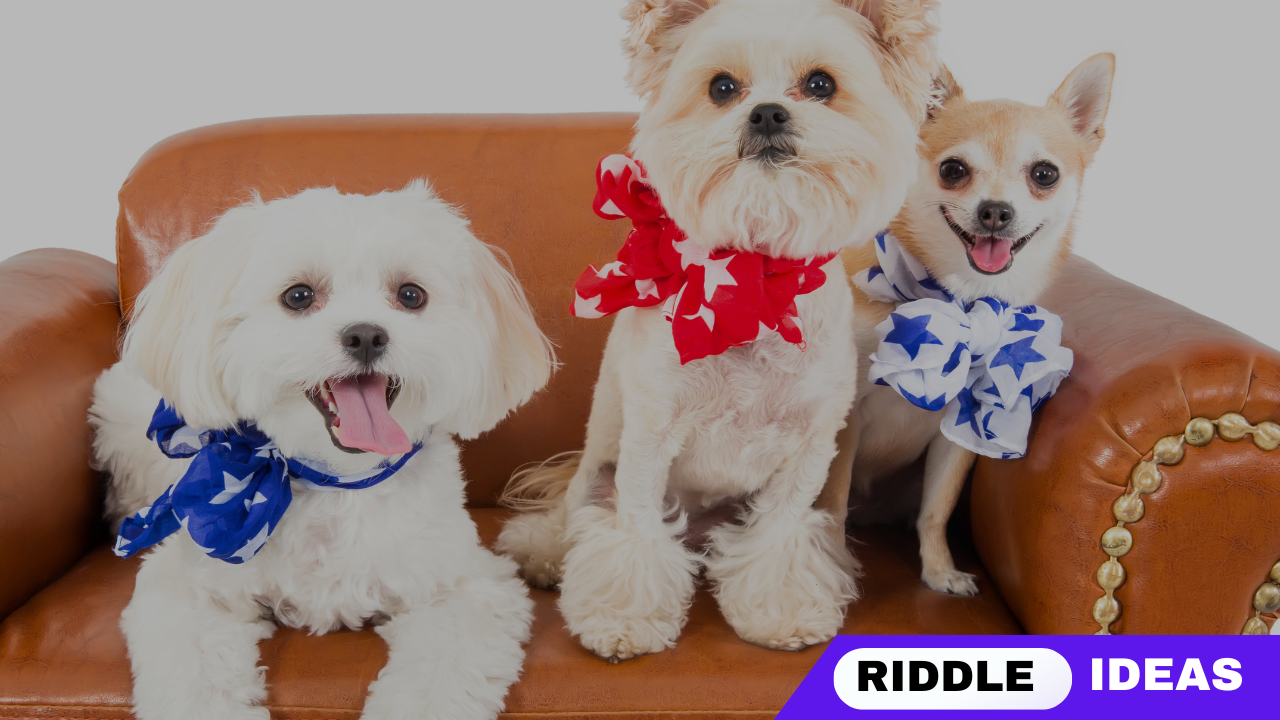 220+ Clever Solutions to the "A Dog Has Three Puppies" Riddle